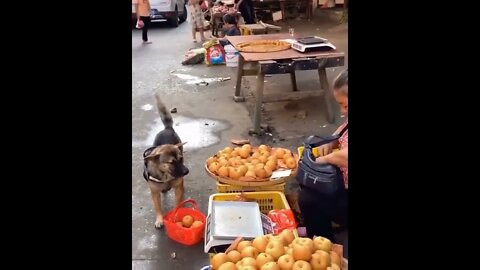 Service doggo makes trip to the local market