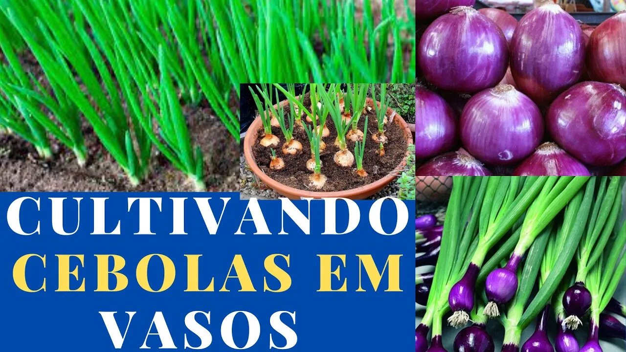 cultivando cebolas em vasos oficial