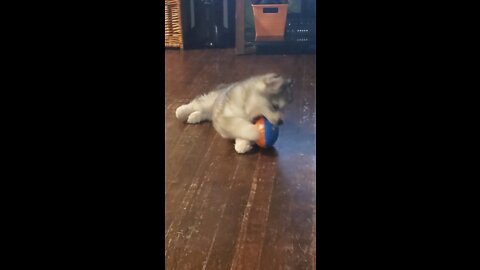 Baby Husky Puppy plays with football toy