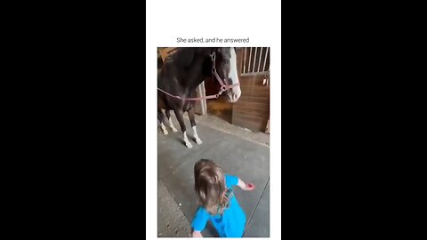 funny animals 3