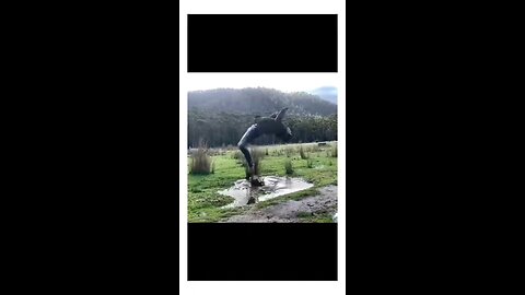 funny video