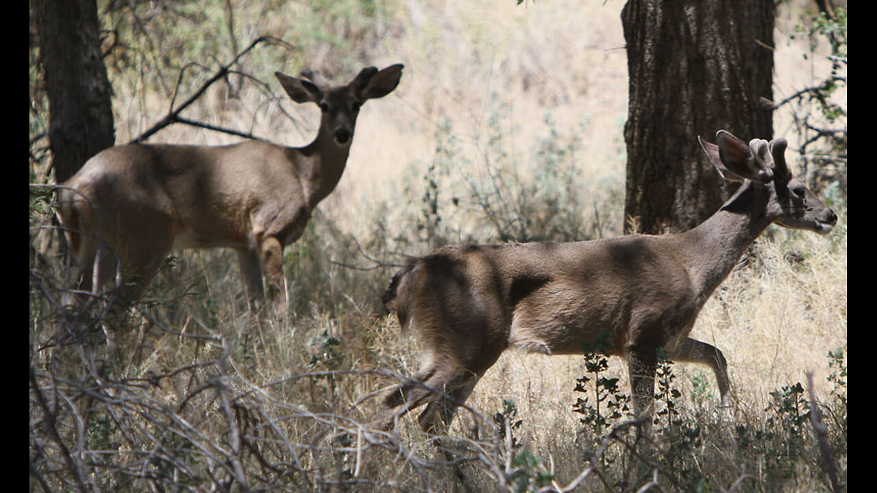 Young Coues deer buck along Turkey Creek