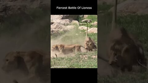 Friercest Battle Of Lions...