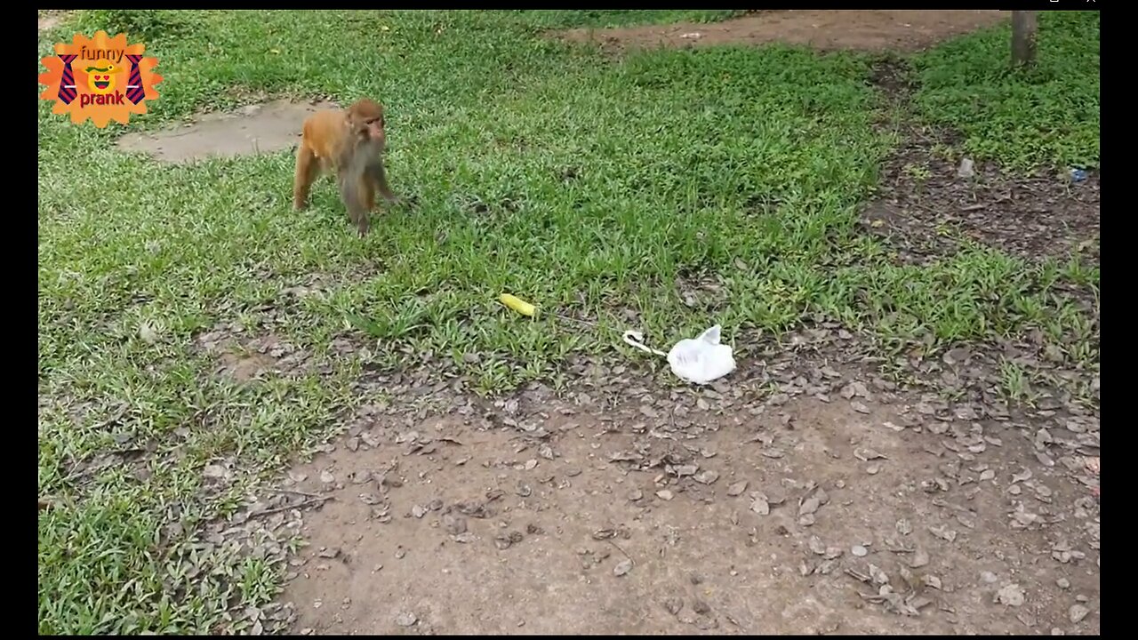 new prank with monkey. Animal prank. so funny funny moments (FUNNY VIDEO)