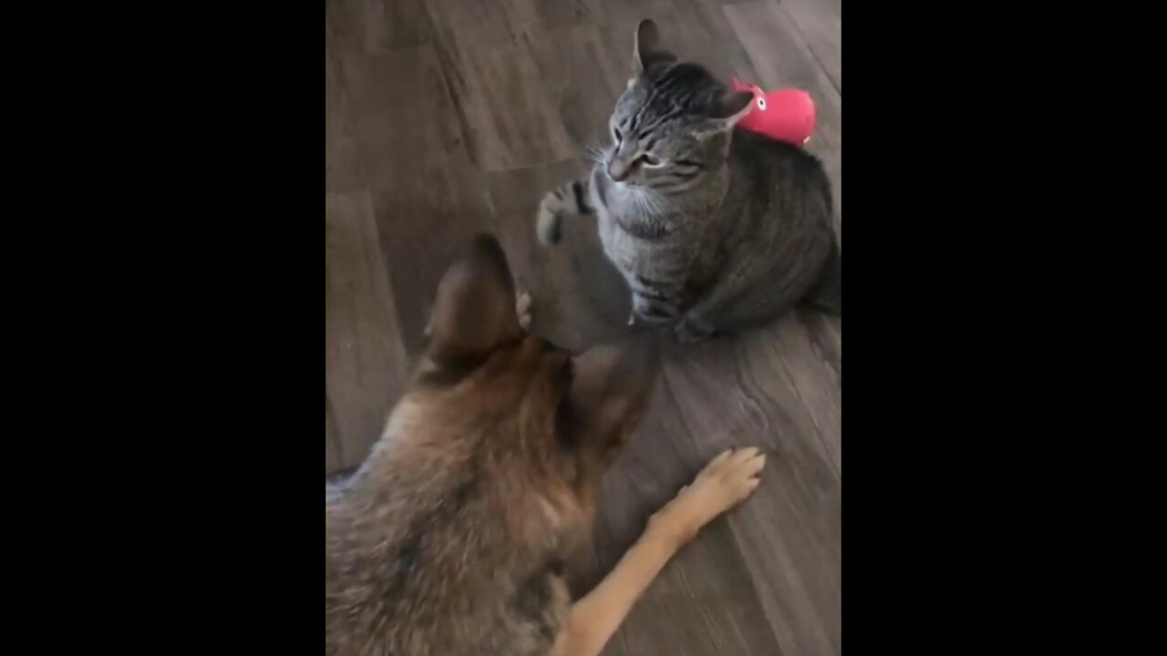 Funny cat and dog fight😂😂