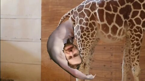 Giraffe gives birth to man