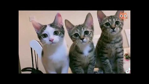 Funny cute cats videos/Challenge: Don't laugh