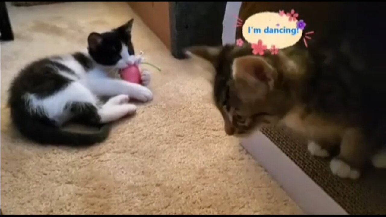 🤣Funny Cat😺 & Dog🐶 Part#4