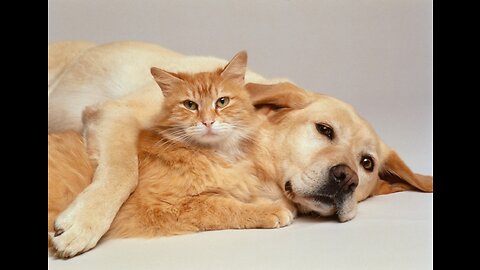 Les chiens et le sourire