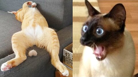 Funny Animals That Will Definitely Brighten Your Day😍Funniest Animals 2023