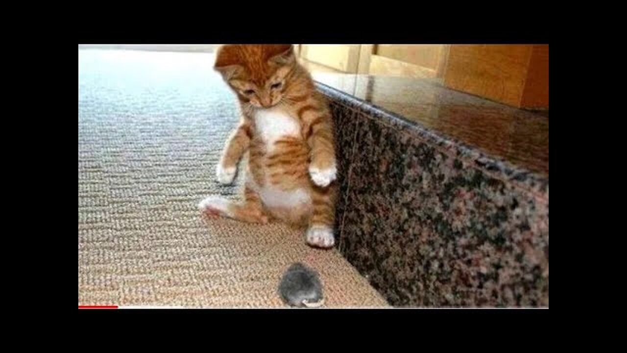 Cat And Dogs 😂 Funny Animal Videos