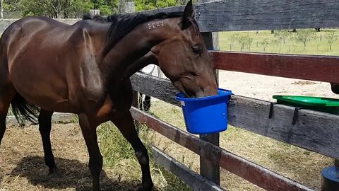 Pregnant mare putting on much needed weight after being neglected and mistreated.