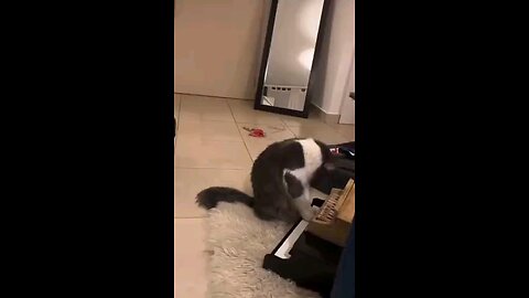 funny videos