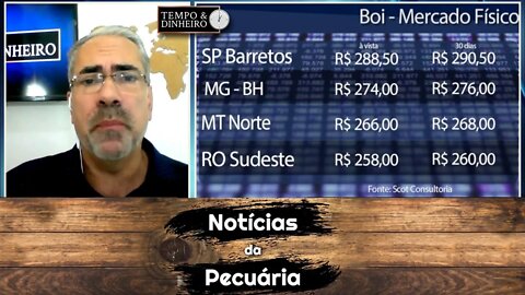 Boi gordo pressionado vê bezerro reagir. Pecuarista segura oferta