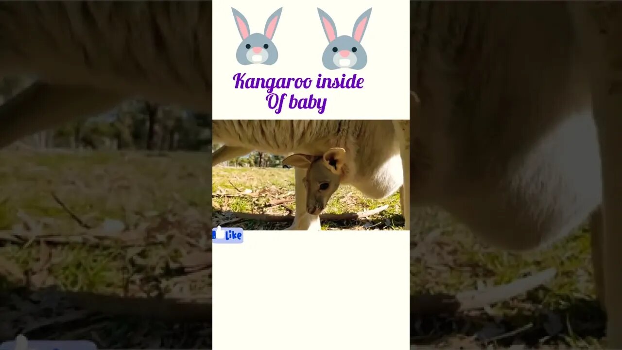 Kangaroo 🦘 inside of baby ®