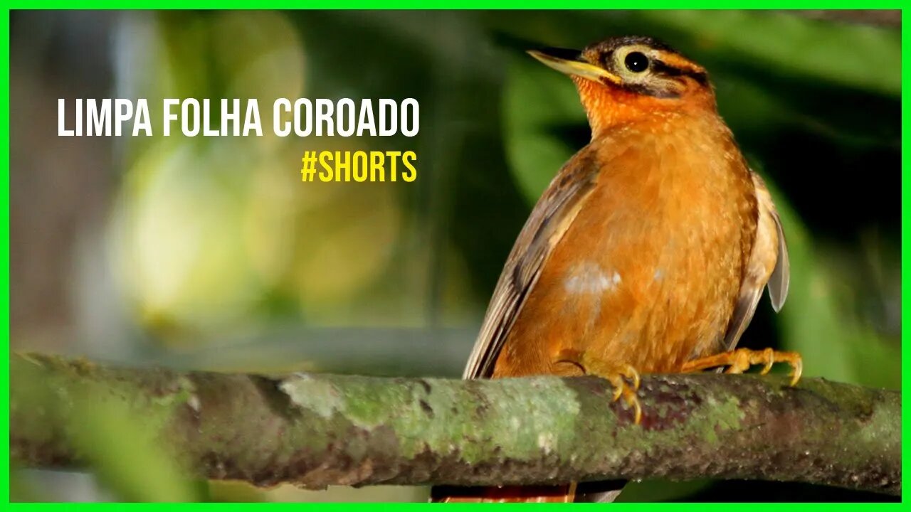 Pássaro LIMPA FOLHA COROADO [Philydor Atricapillus] #shorts