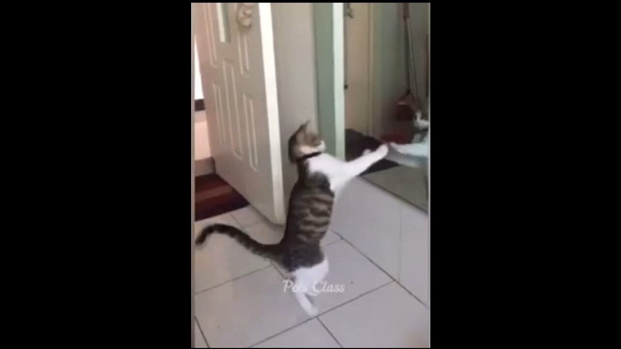 Funny cats and animals 😂😂😂😂😂😂