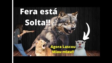 💋 Cães e Gatos Fora de Controle!!! Ninguém Segura!!!