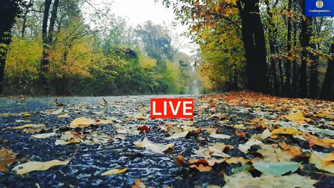 Rain Sounds for Sleeping Soothing Rainy Sounds Ocean Waves for Deep Sleep Relax Study Live Stream
