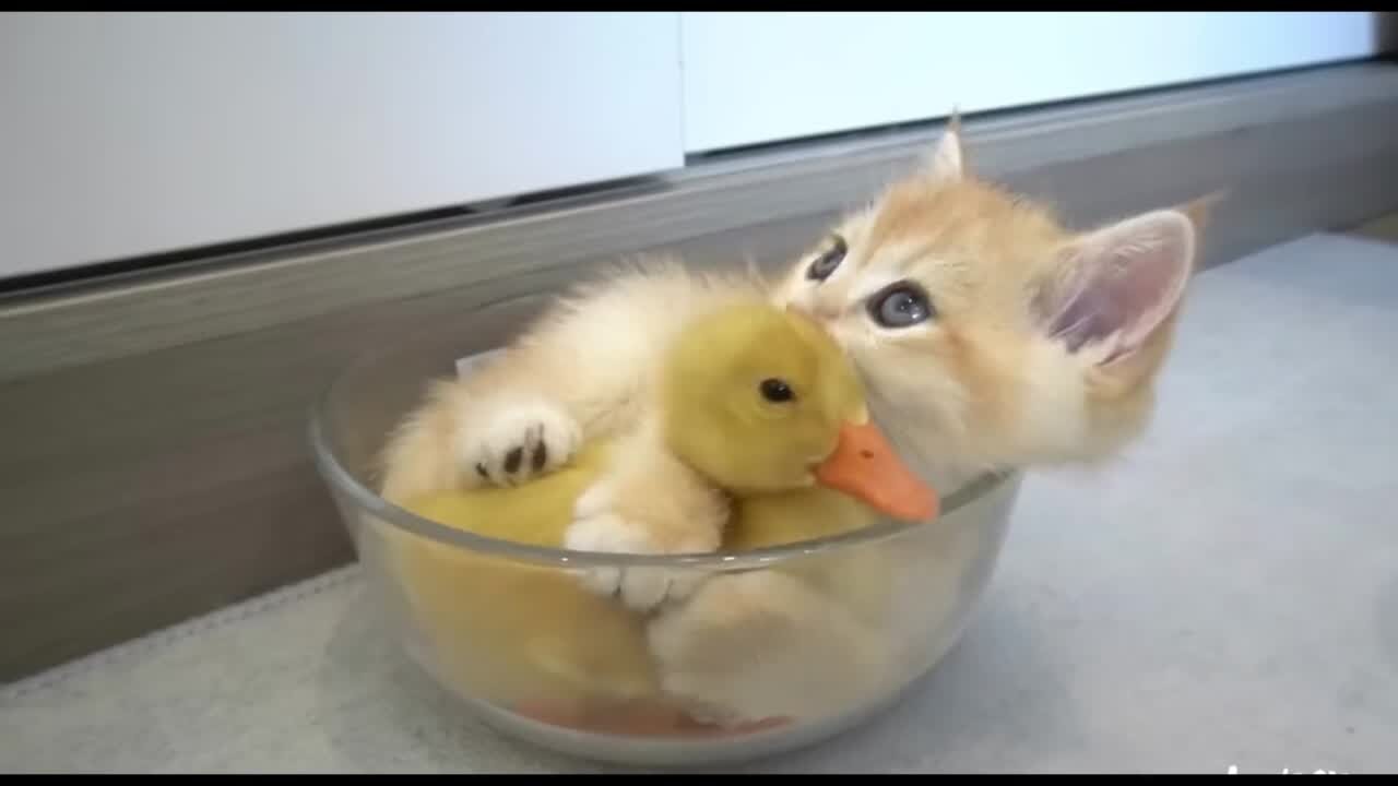 Cute Cat and Chicken Playtime: Cute Animal Friends Having Fun!