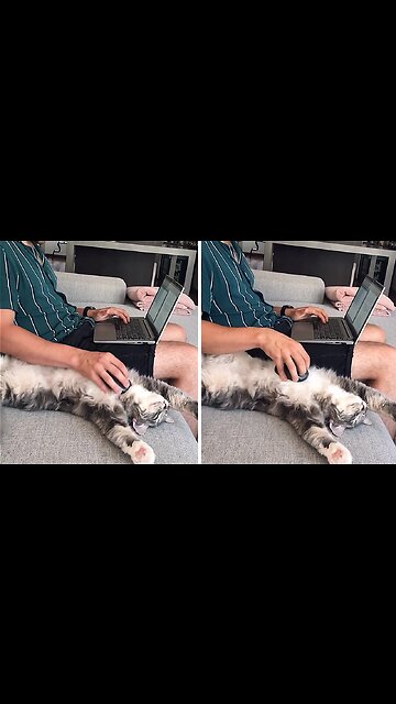 Cat Hilariously Works As A Personal Mouse Pad