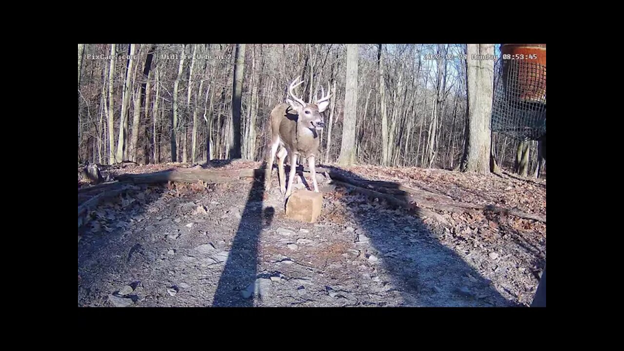 Buck still sporting his head gear 2/28/22