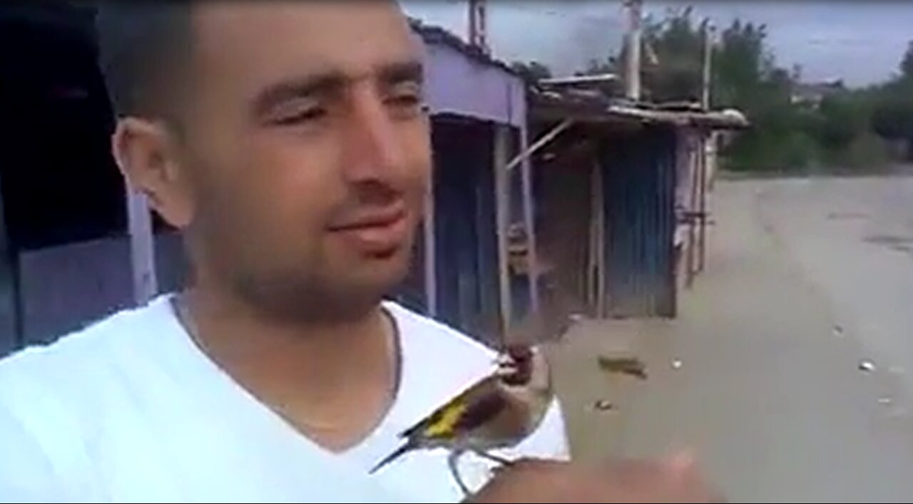 watch this Goldfinch follows its owner in the street and is kissing