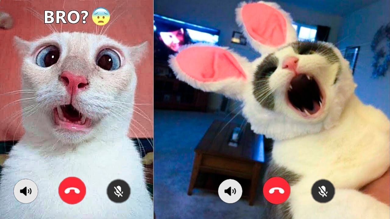 Funny cats and dogs