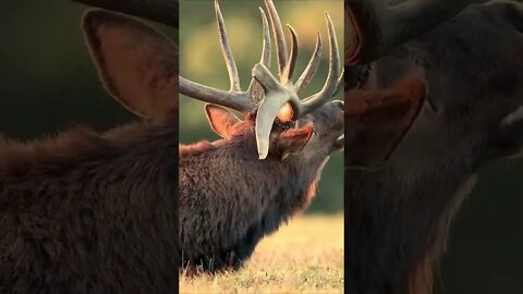 Amazing short video of Animals sound (2)