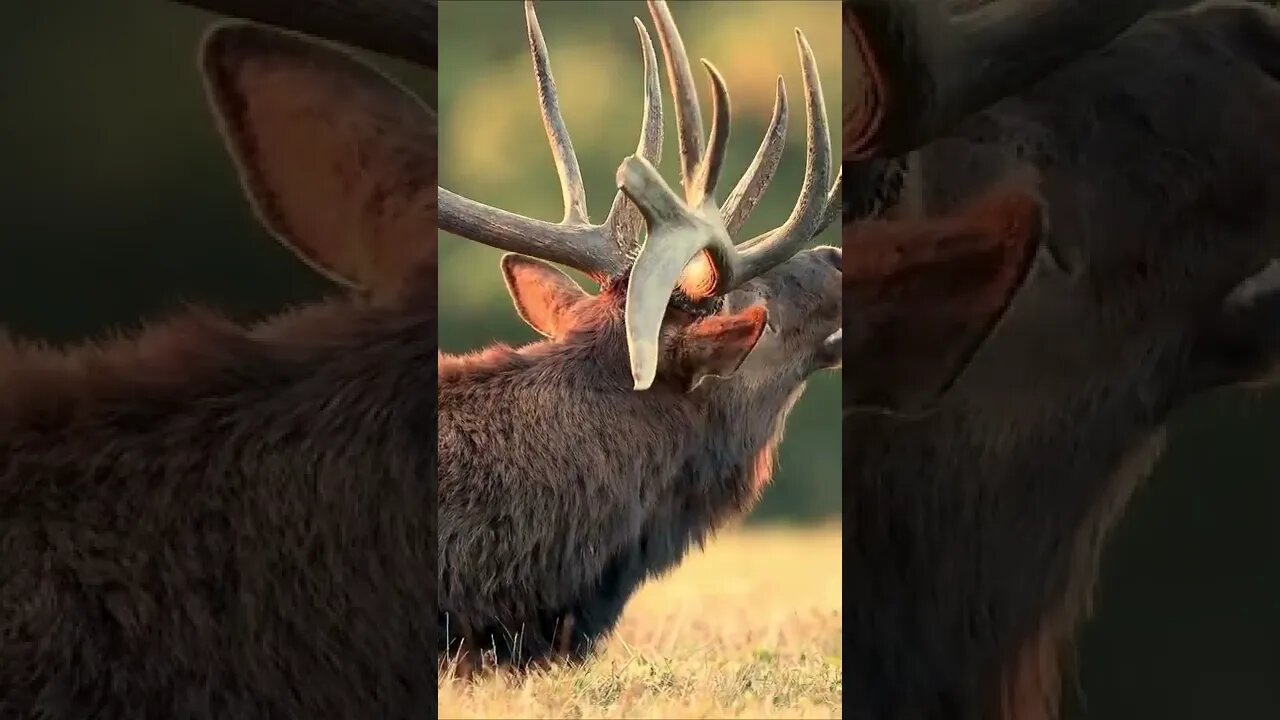 Amazing short video of Animals sound (2)