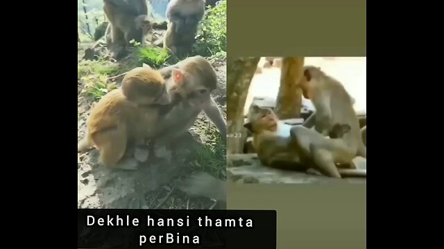 Funny monkey romance on roads in India.