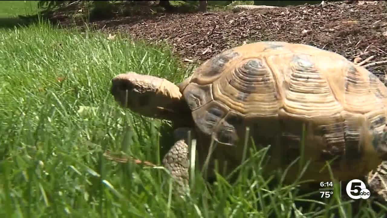 A 'shell' of a tale: Rebellious reptile goes missing for 223 days before being reunited