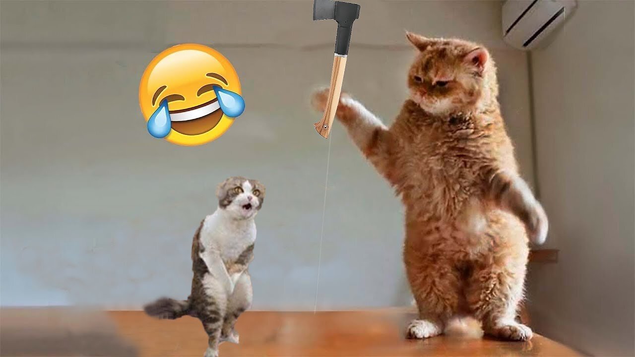 Funniest Animal video Funny Cats and Crazy Dog's