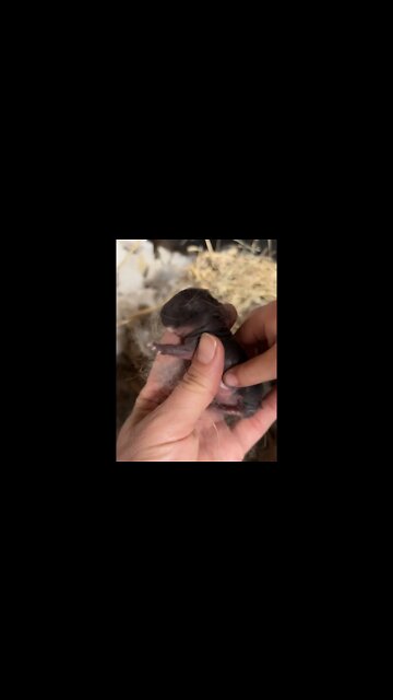 New Baby Bunnies Born Today!