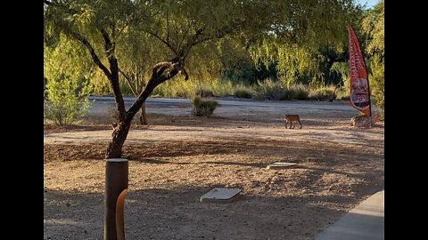 Bobcat and Kitten in AZ