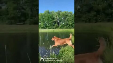 Who else is excited for water retrieves?? #dogtraining #goldenretriever #shorts