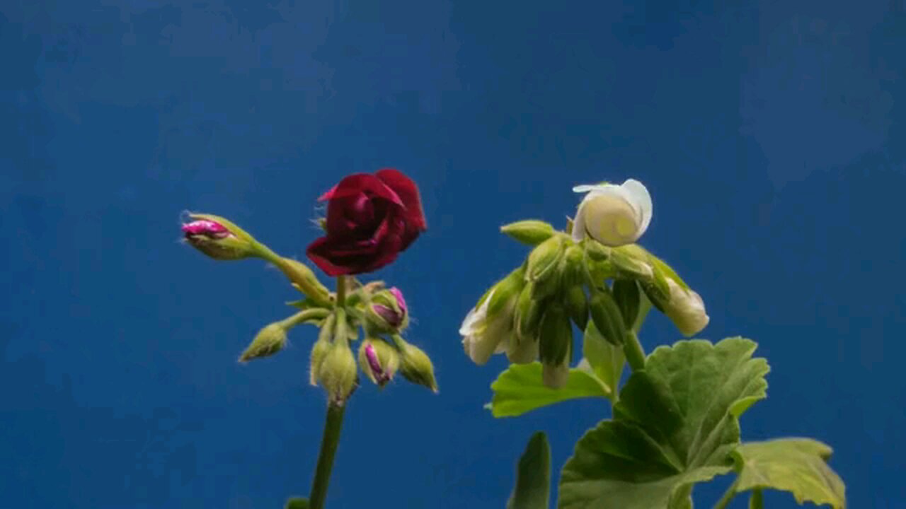 #rose