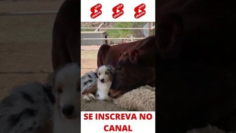 O carinho entre o cachorro e a vaca #shorts