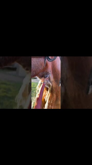 #shorts #2022 funny,prank,funjokes,dad jokes,funny memes,funny video,fun,laughing,funny animal,knock