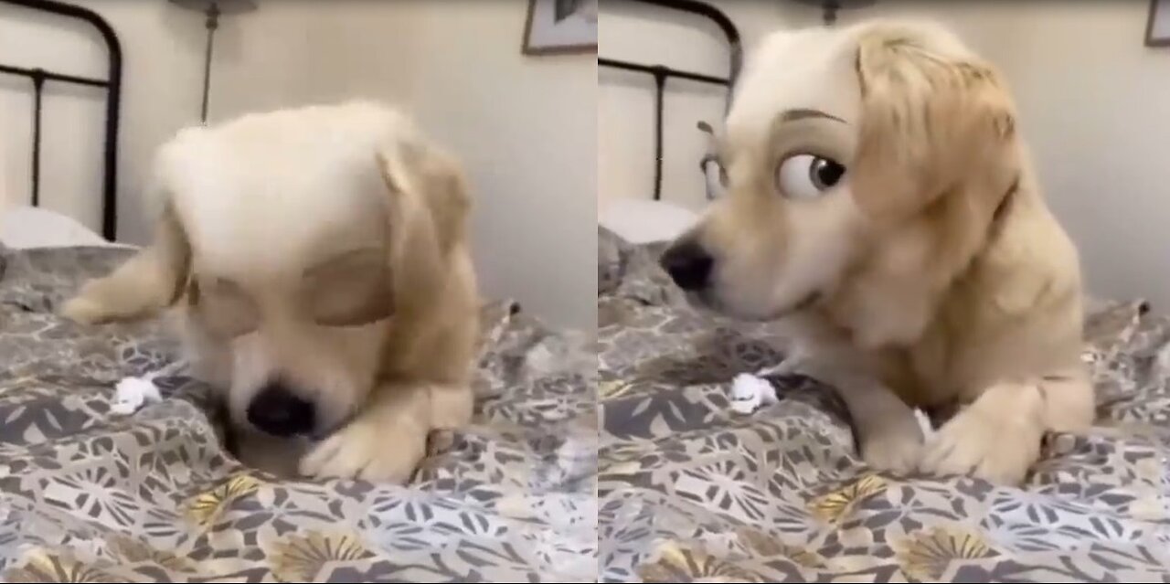 Funny animals