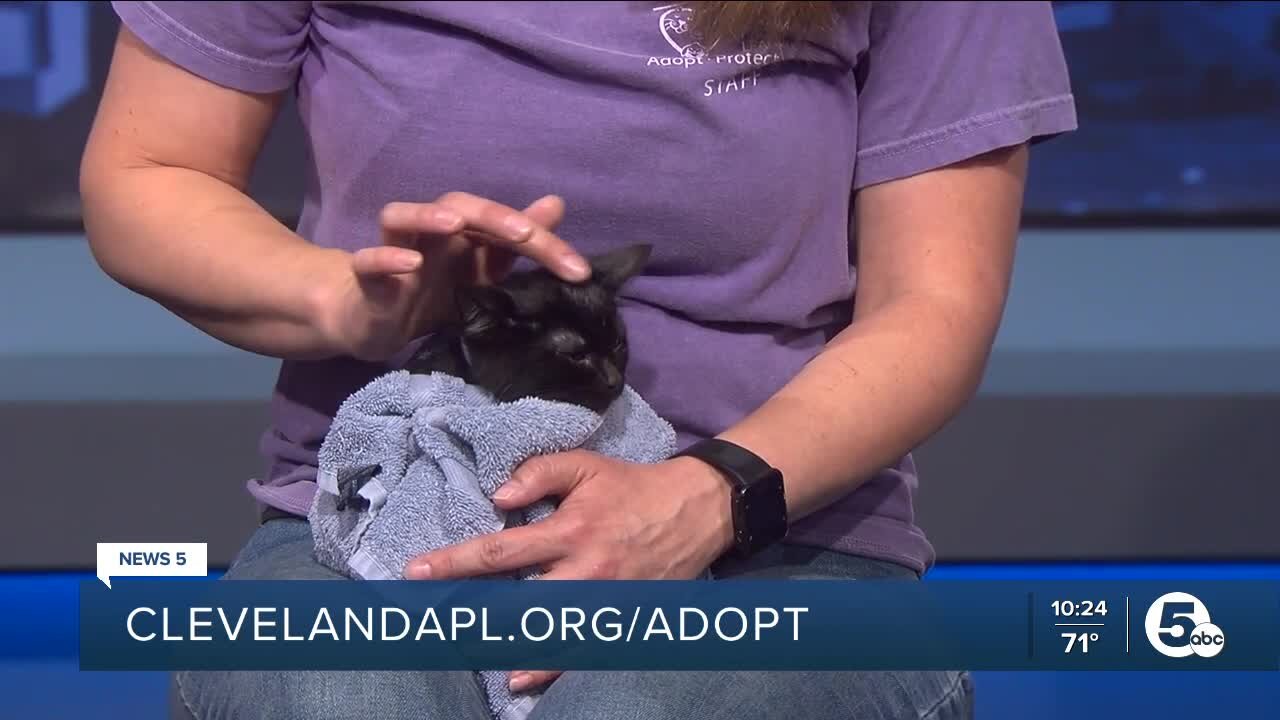 Cleveland APL Pet of the Weekend: 2 cute kittens named Kevin and Keraun