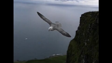 This traveller had a memorable Fulmar encounters on top of the cliff