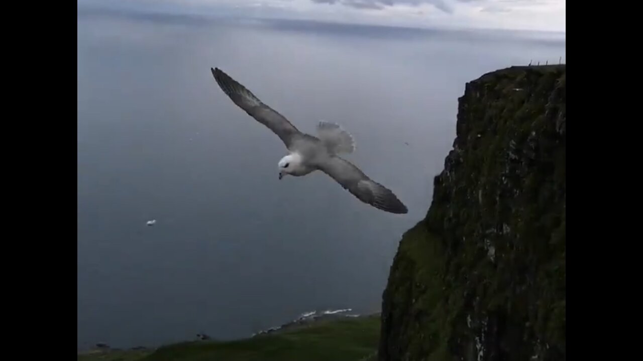 This traveller had a memorable Fulmar encounters on top of the cliff