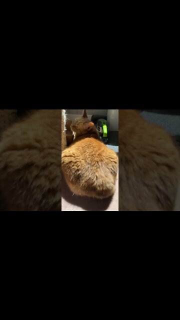 My cat toasting his butt in the sun