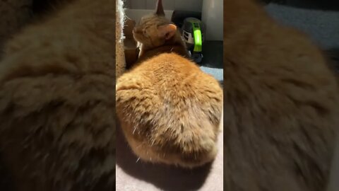 My cat toasting his butt in the sun