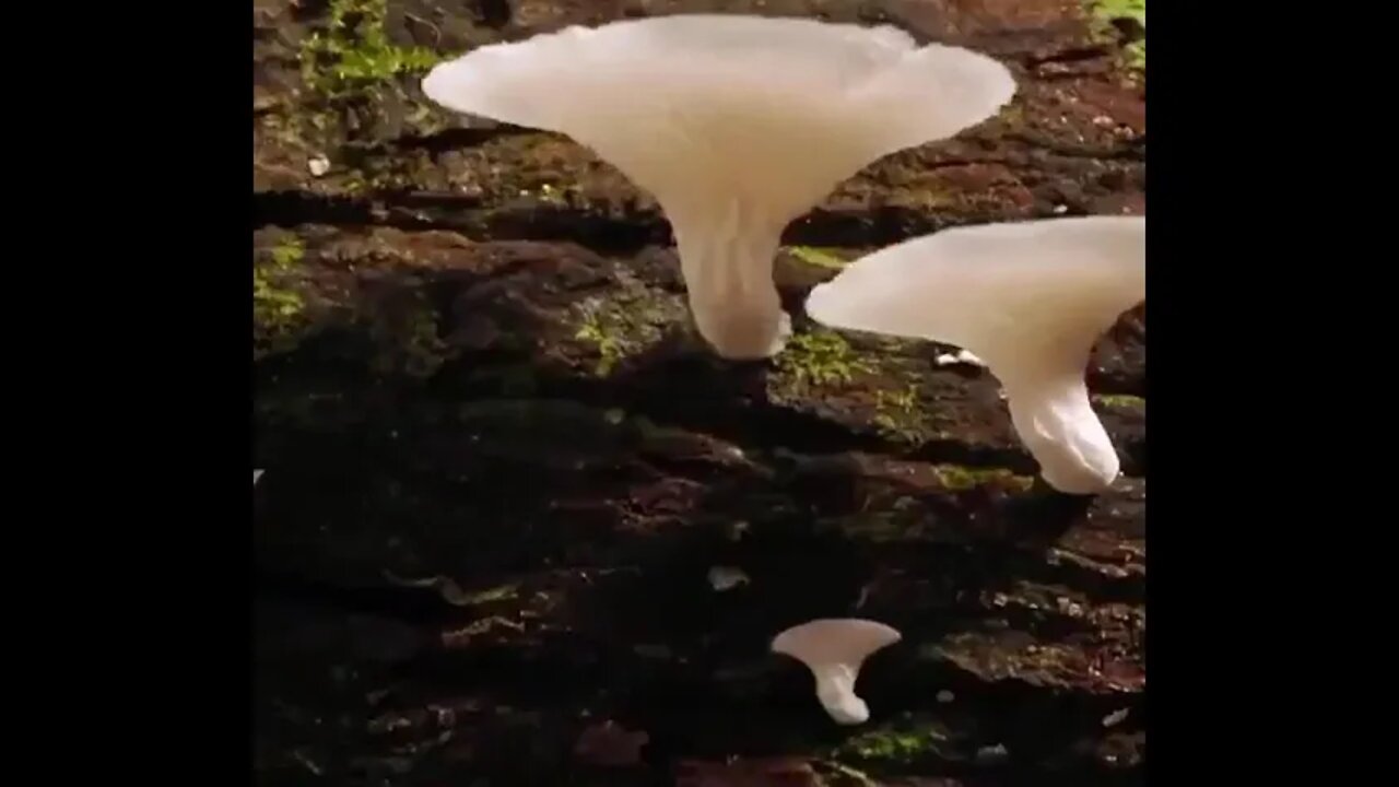 Time lapse footage of fungi growing - Shows how alien life is right here with us