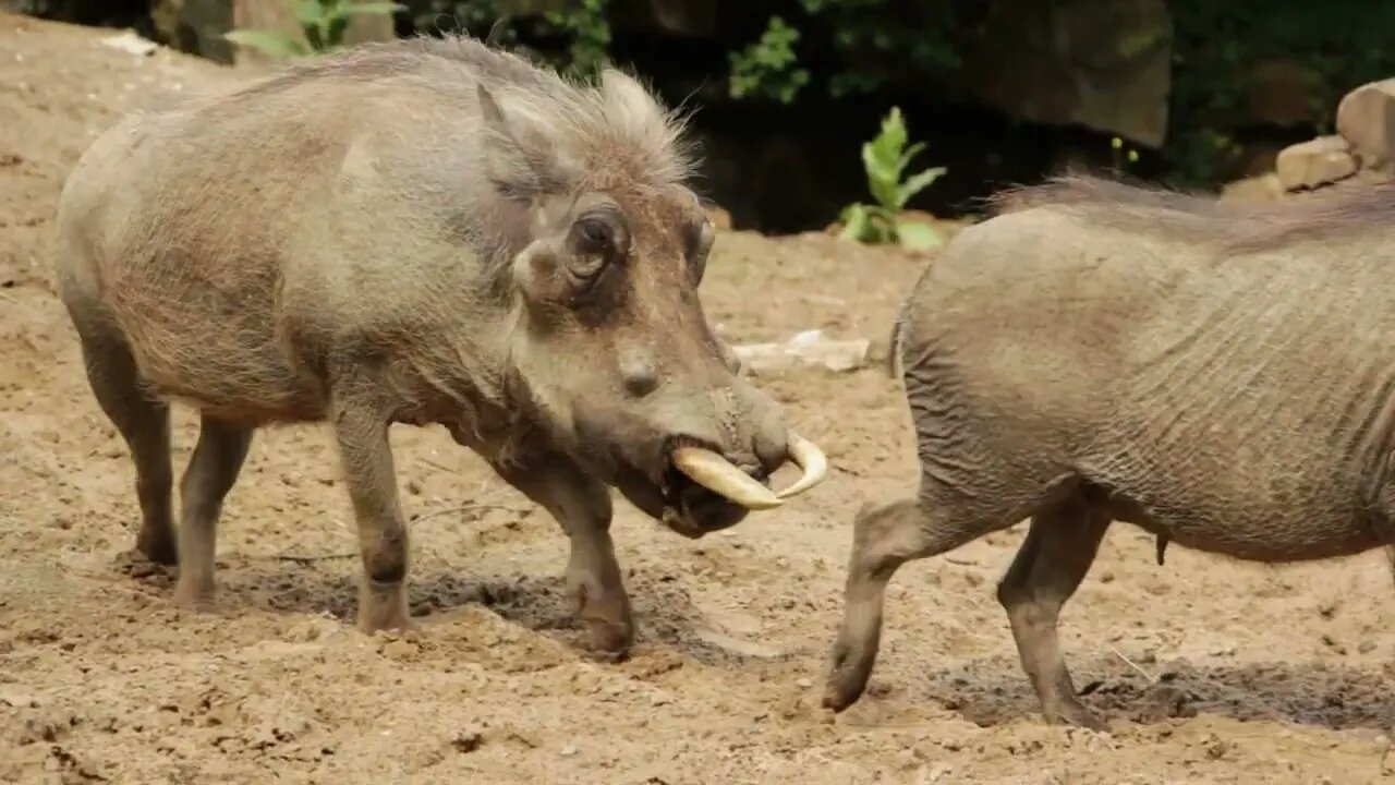 Shot of Two wild pigs, Wild pigs in daylight outdoor