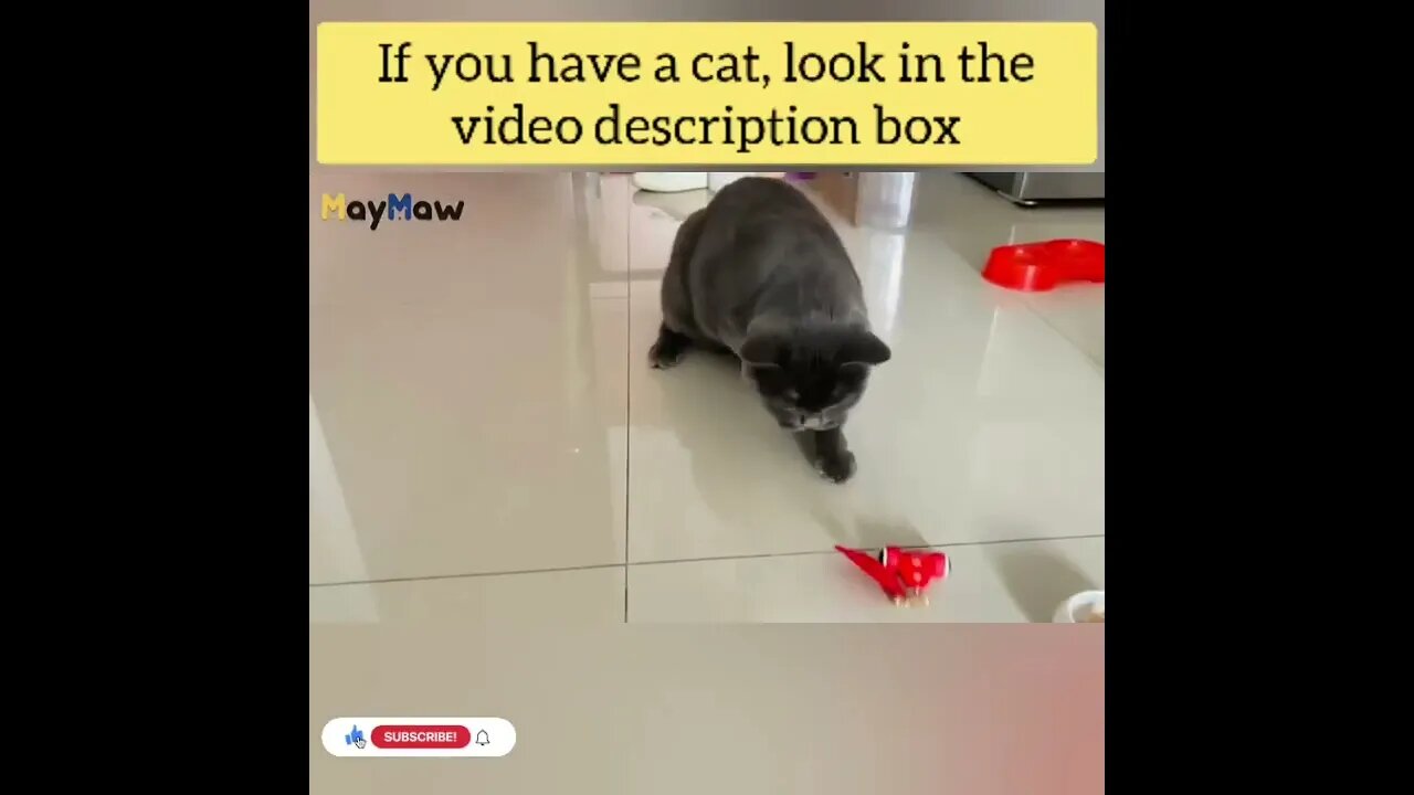 cute cat videos 😹 funny videos 😂148