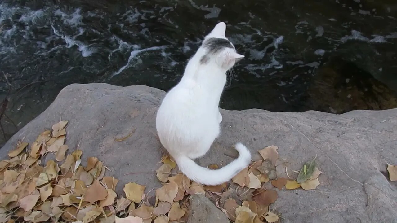 Our Cats #27: Pusspuss the Cat (a.k.a. Zen Master) Watches Bubbly Babbling Brook