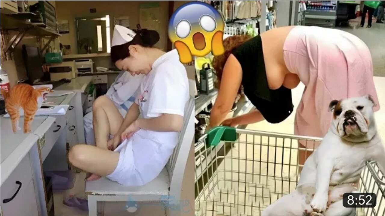 Try_Not_To_Laugh___Funny_Cat_Videos_Compilation_%234_-_Funniest_Animal_Videos(360p).mp4